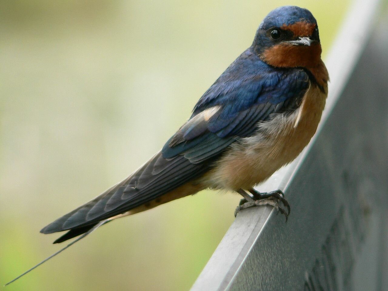 1280px-Hirundo_rustica_14116.jpg