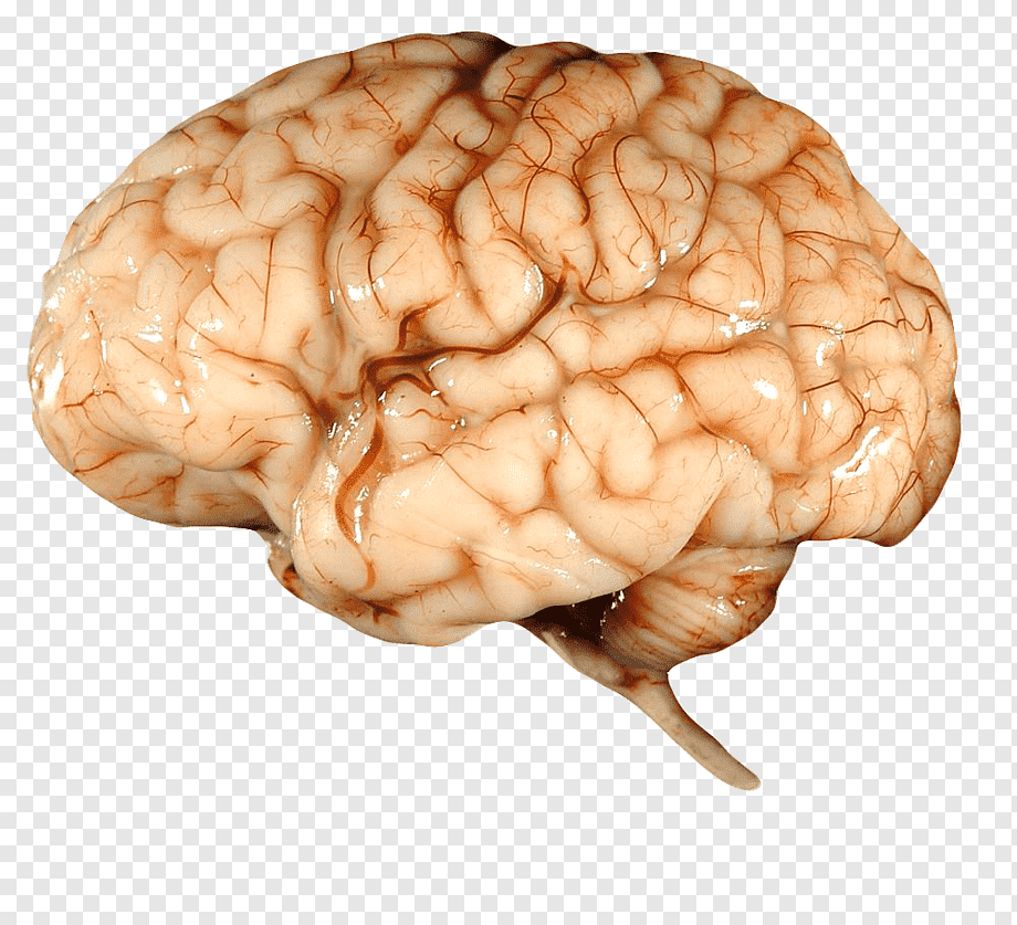 png-transparent-how-your-brain-works-desktop-real-people-desktop-wallpaper-human-brain.png