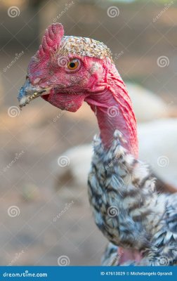 общипанный-цып-енок-47613029.jpg