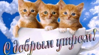 Любитель котят